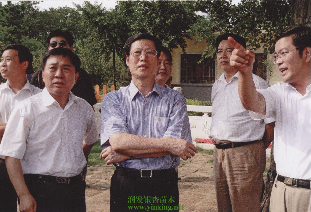 党政领导、社会名流慕名而来观看郯城老神树指导银杏产业发展（图）