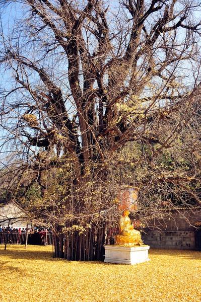 西安银杏树