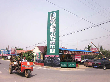 银杏树市场