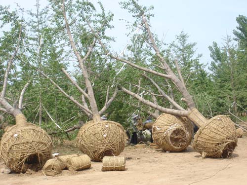 大规格嫁接银杏树