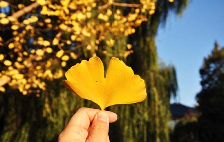 银杏树叶