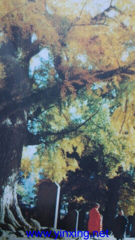 河南少林寺古银杏树